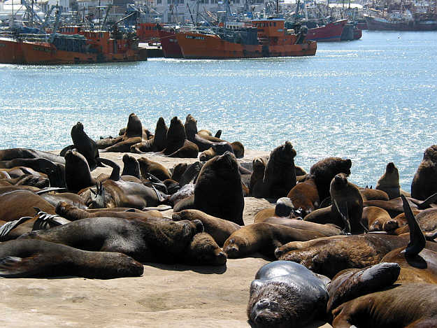 Seelöwenkolonie im Hafen von Mar del Plata